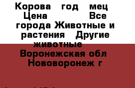 Корова 1 год 4 мец › Цена ­ 27 000 - Все города Животные и растения » Другие животные   . Воронежская обл.,Нововоронеж г.